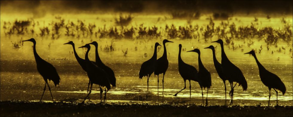 sandhillcranes_sunset